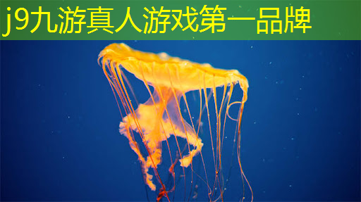 j9九游真人游戏第一平台：3d迷宫跑道游戏攻略