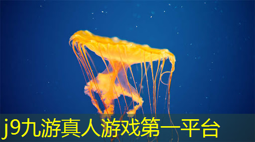 数字游戏马戏团3d